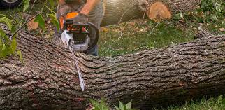 Best Arborist Consultation Services  in Bon Aqua Junction, TN