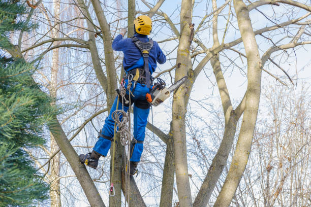 Best Utility Line Clearance  in Bon Aqua Junction, TN