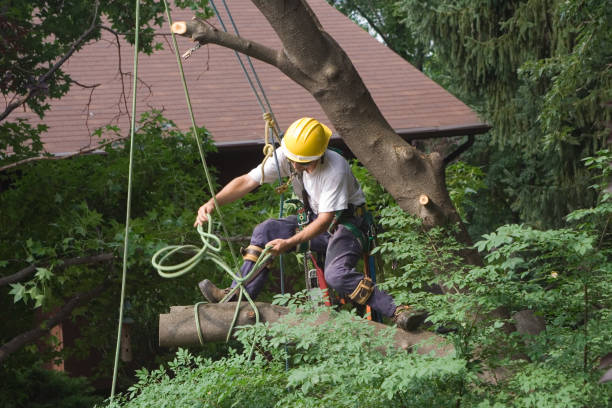 How Our Tree Care Process Works  in  Bon Aqua Junction, TN